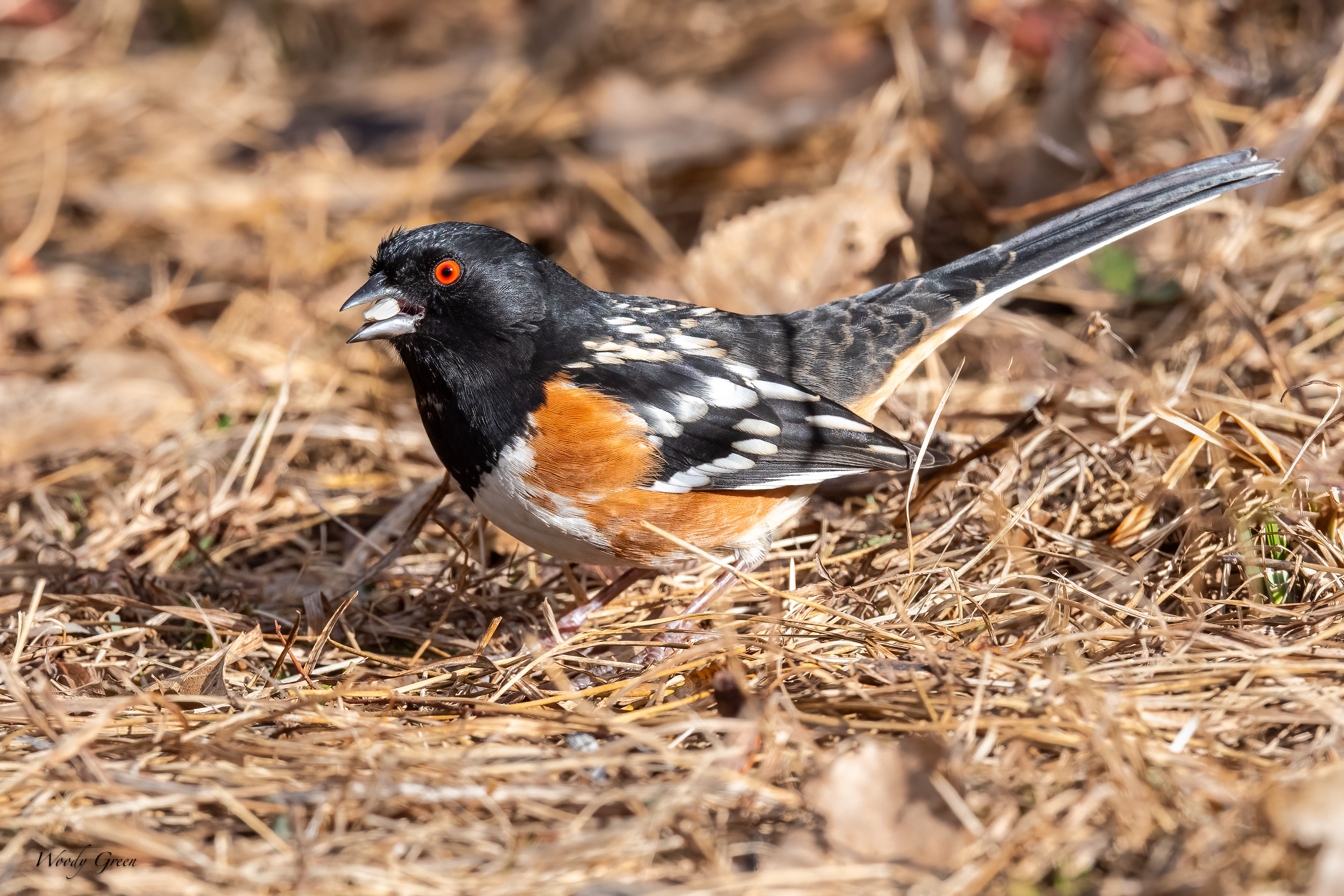 Towhee-235.jpg