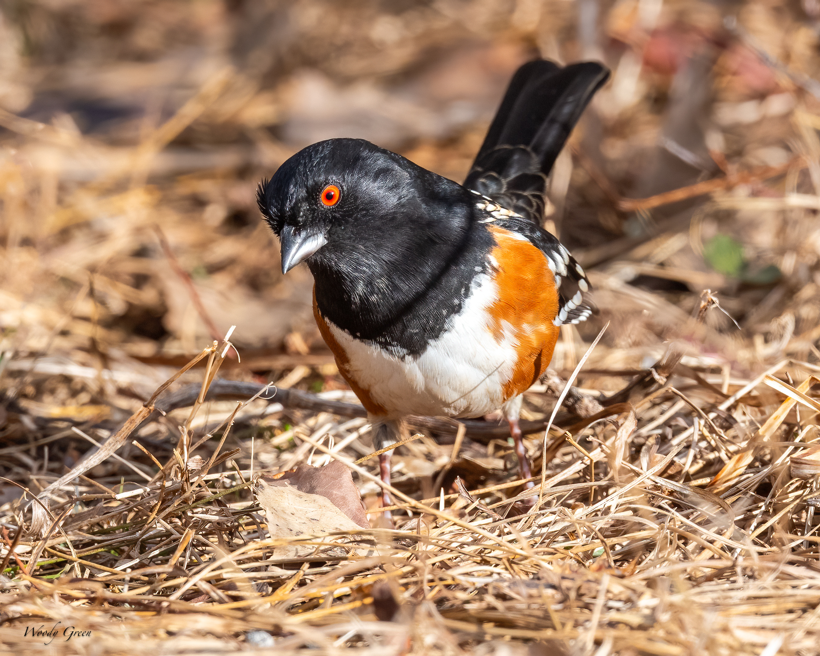 Towhee-237.jpg