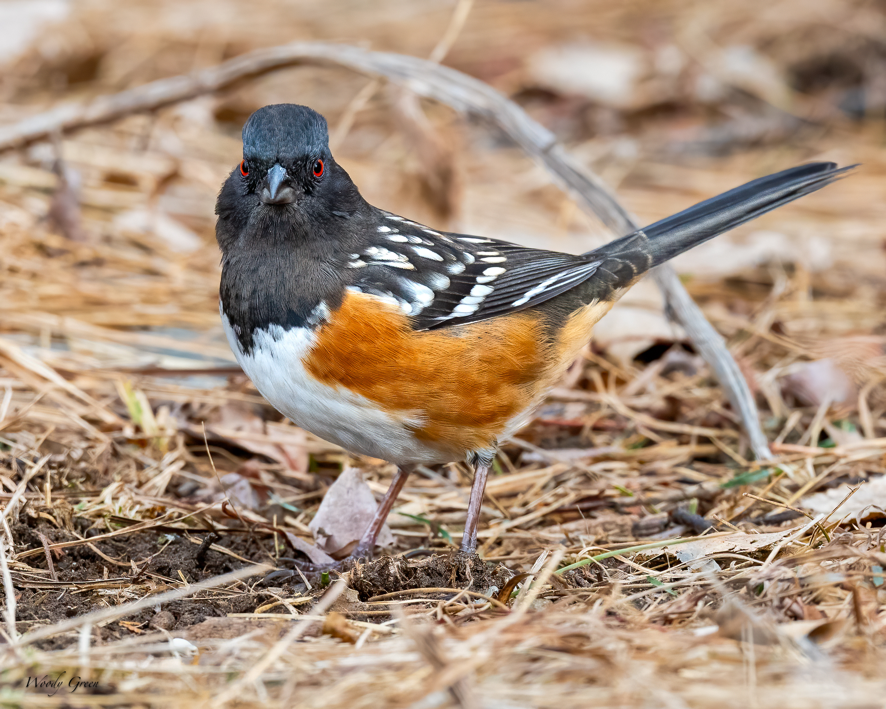 Towhee-242.jpg