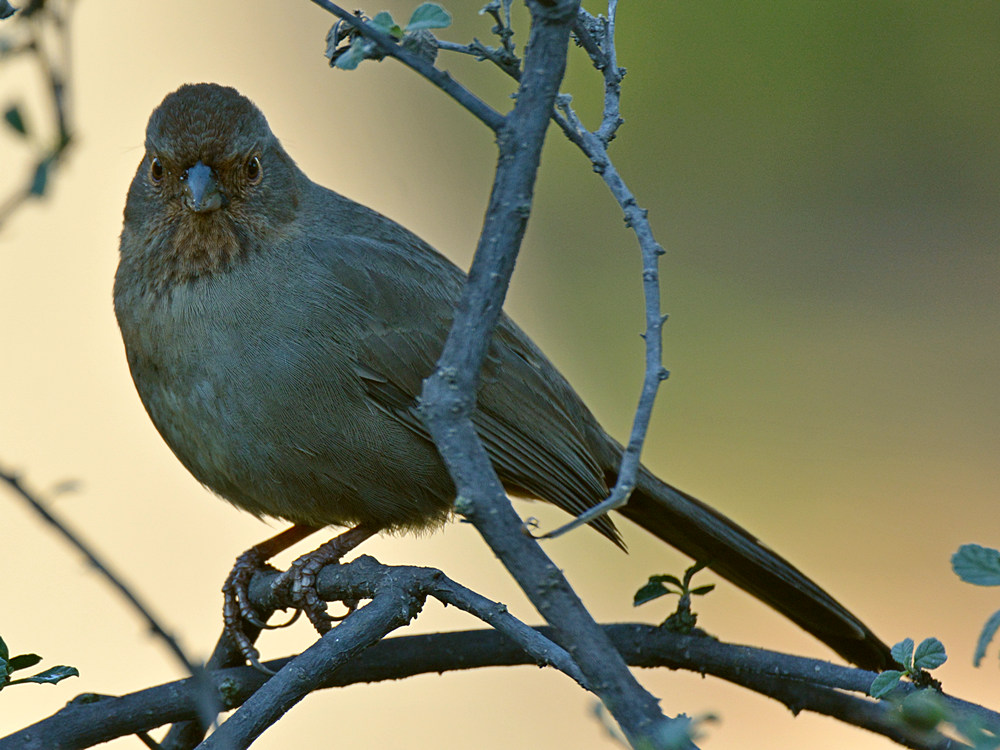 Towhee.jpg