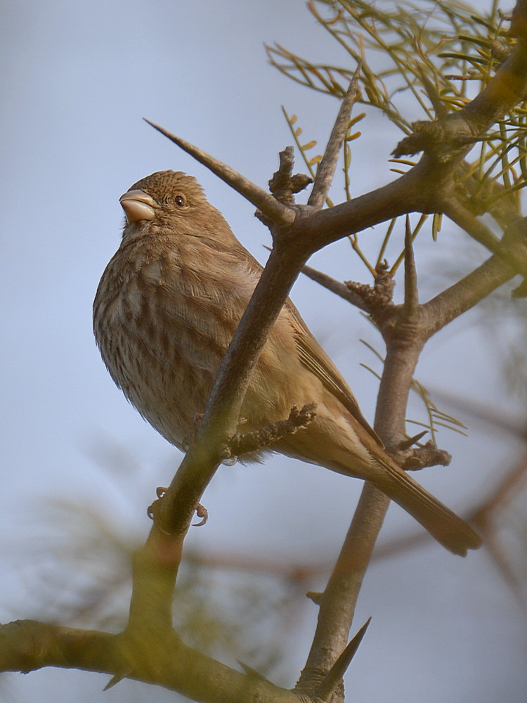 Towhee.jpg