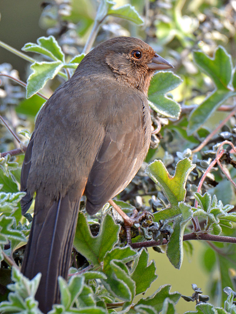 Towhee.jpg