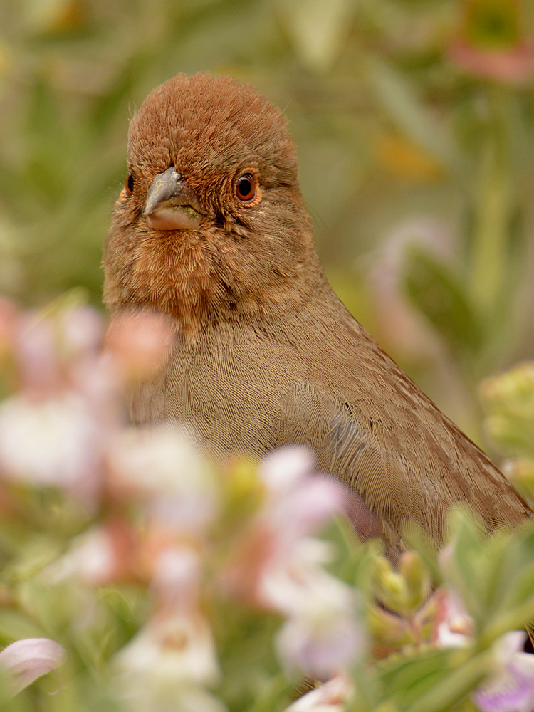 Towhee.jpg