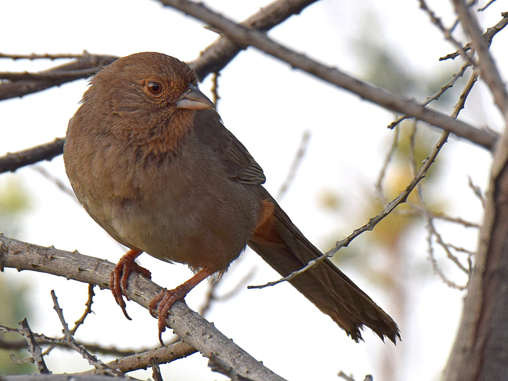 Towhee.jpg