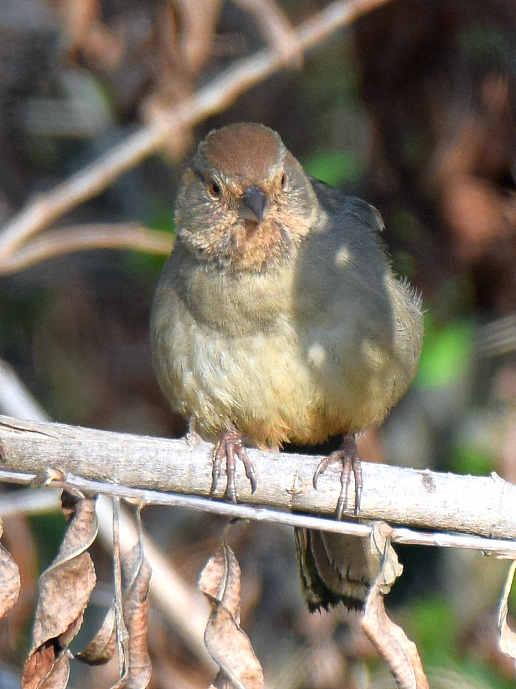 Towhee.jpg