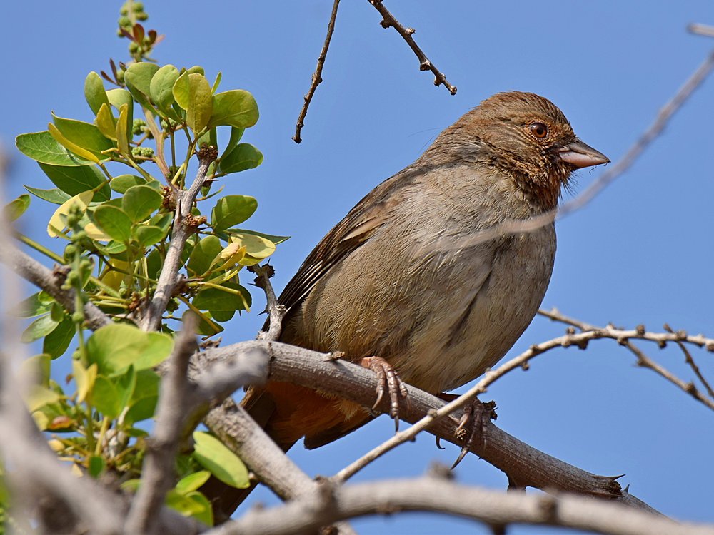 Towhee.jpg