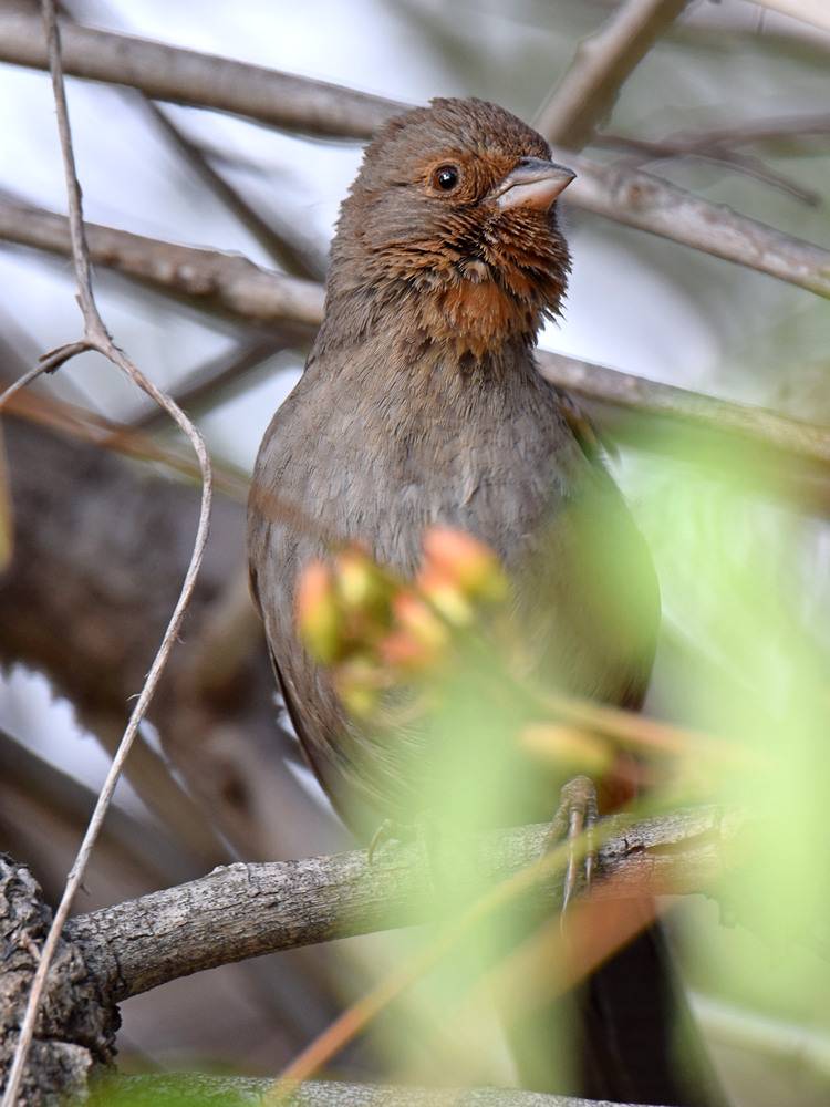 Towhee.jpg