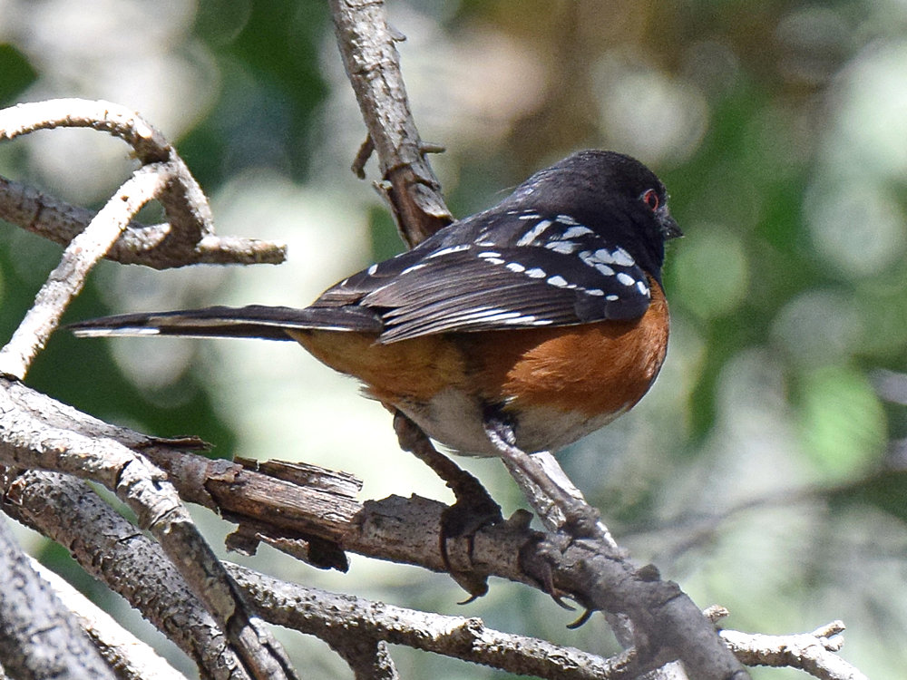 Towhee.jpg