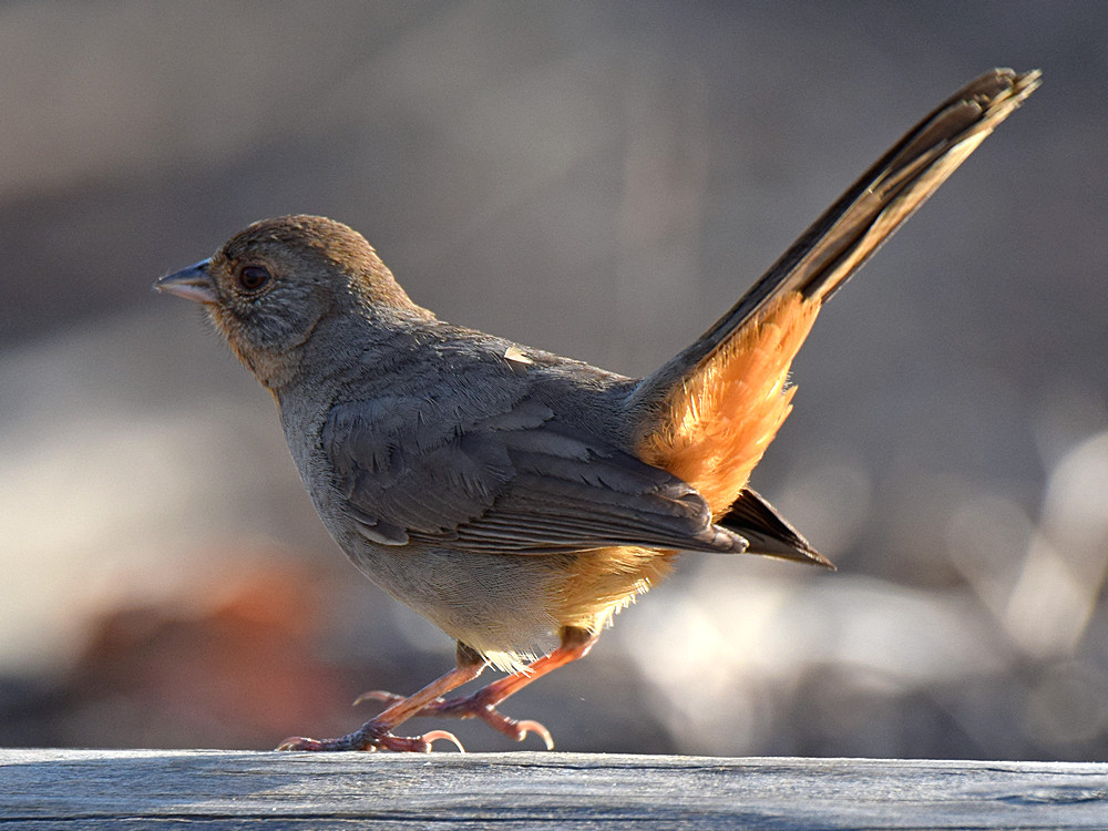 Towhee.jpg
