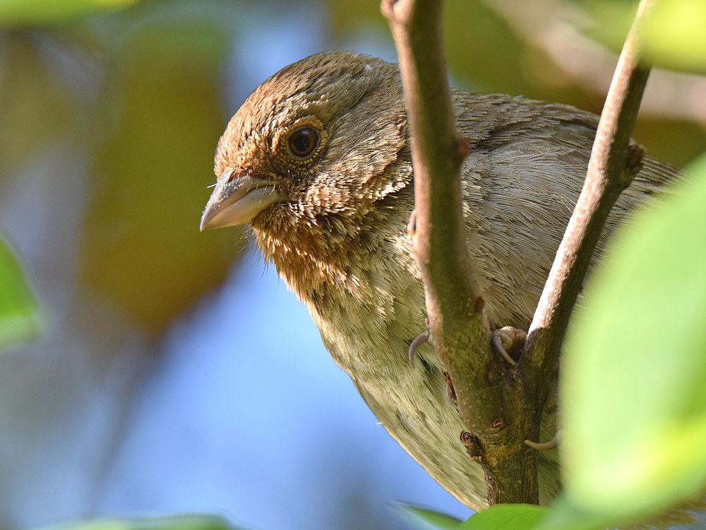 Towhee.jpg