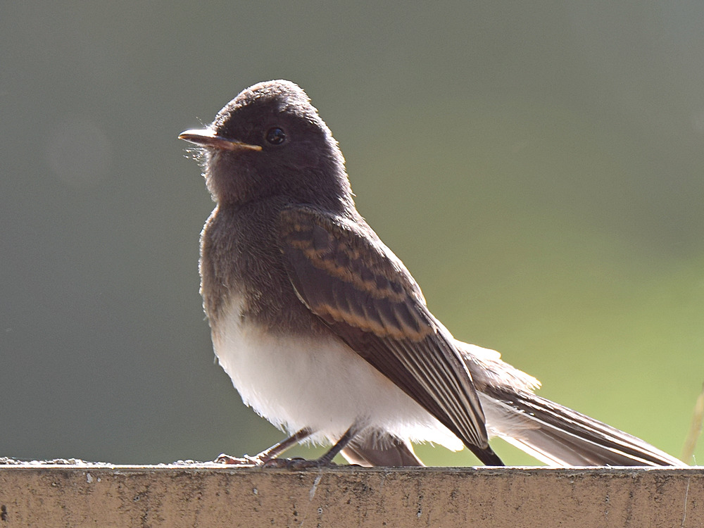 Towhee.jpg