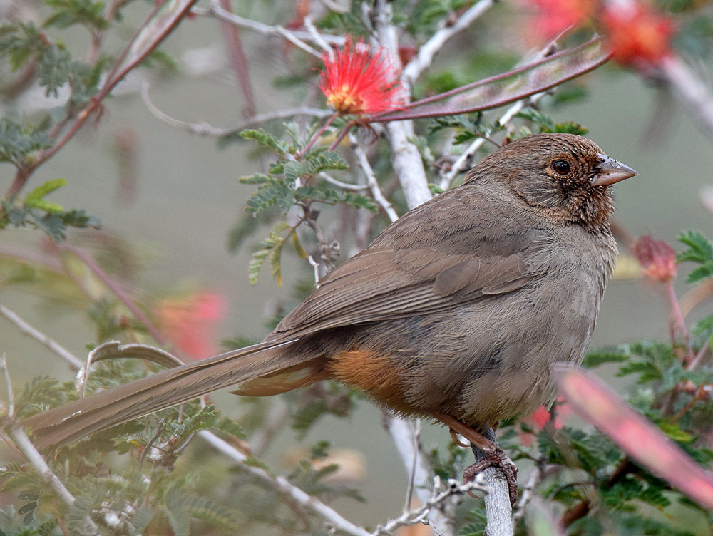 Towhee.jpg