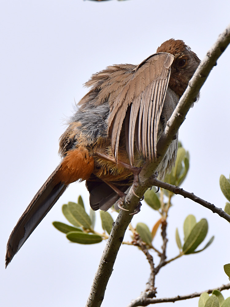 Towhee.jpg