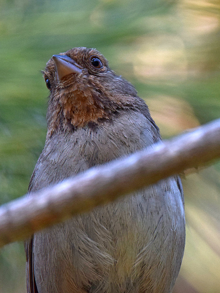 Towhee.jpg