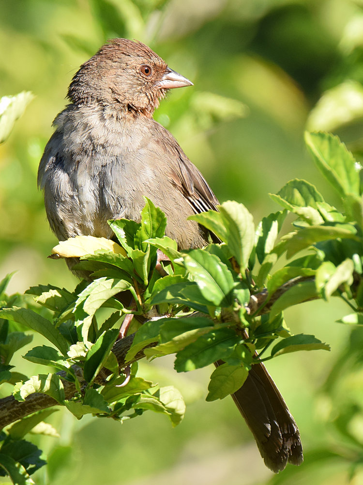 Towhee.jpg