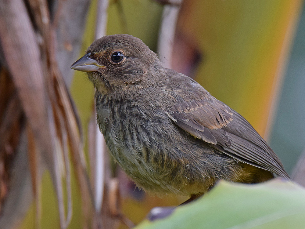 Towhee.jpg