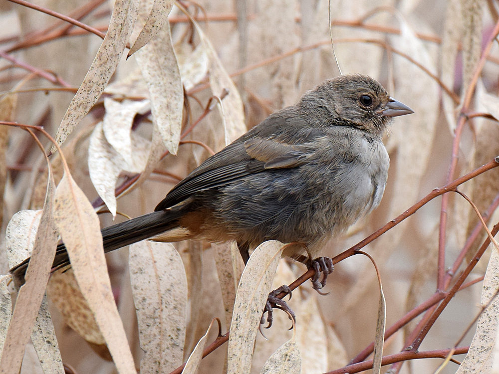 Towhee.jpg