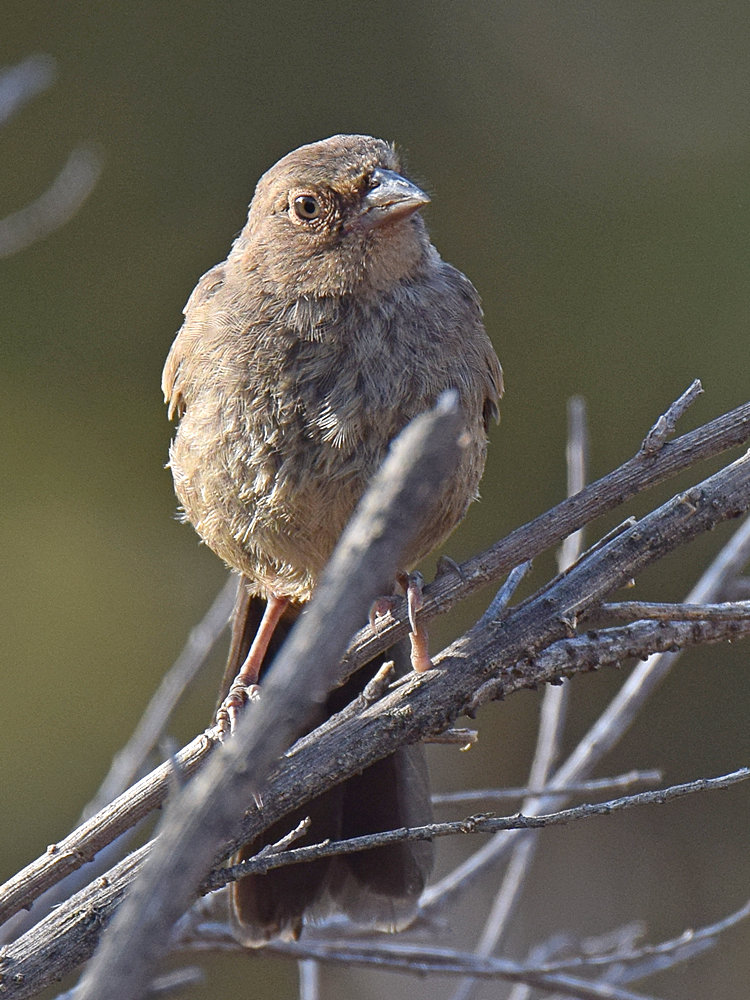 Towhee.jpg