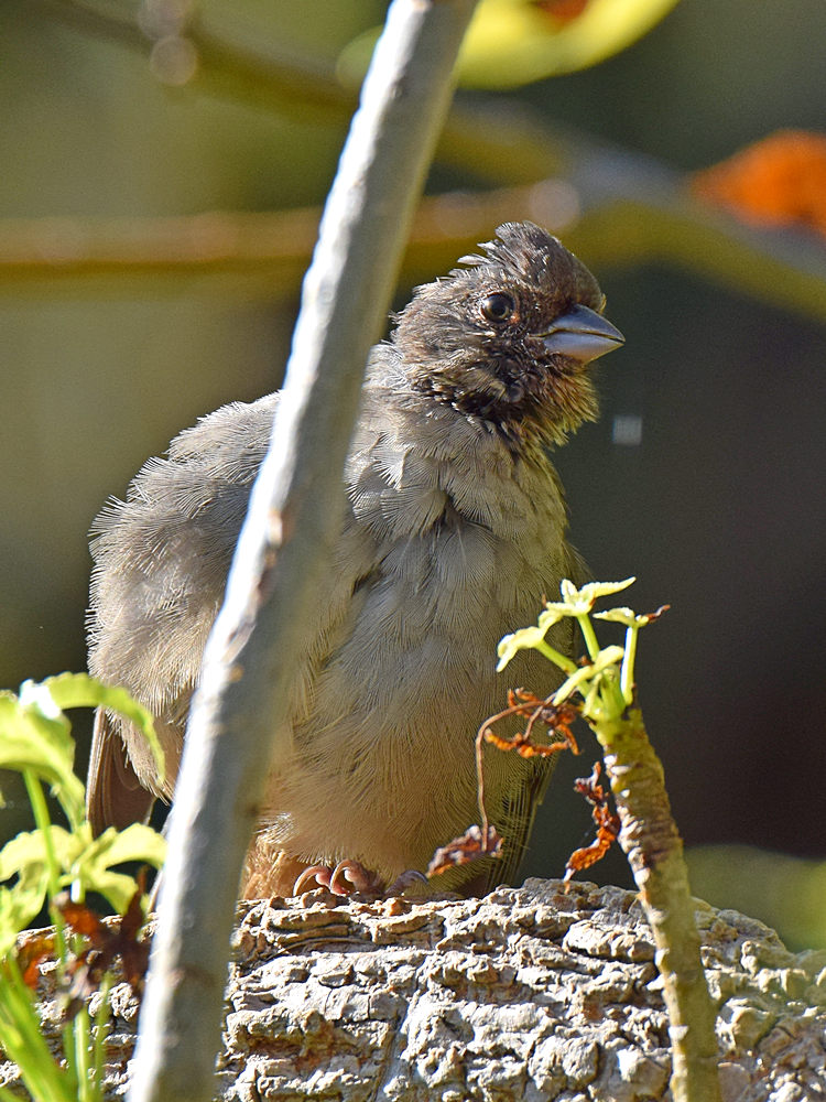 Towhee.jpg