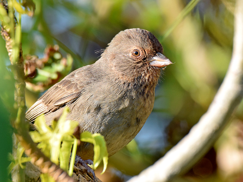 Towhee.jpg