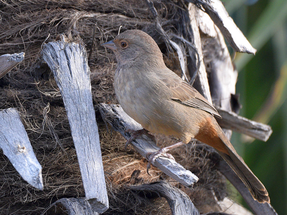 Towhee.jpg