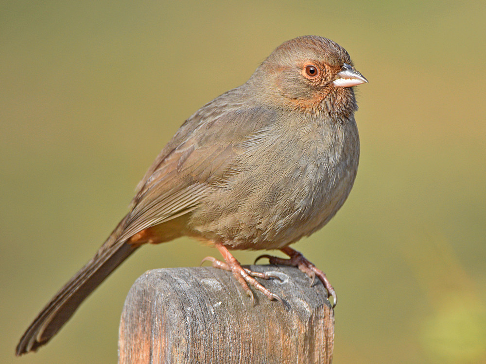 Towhee.jpg