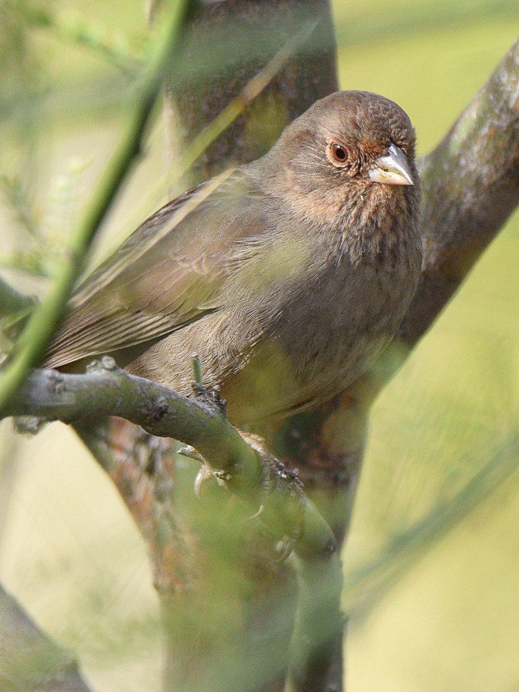 Towhee.jpg