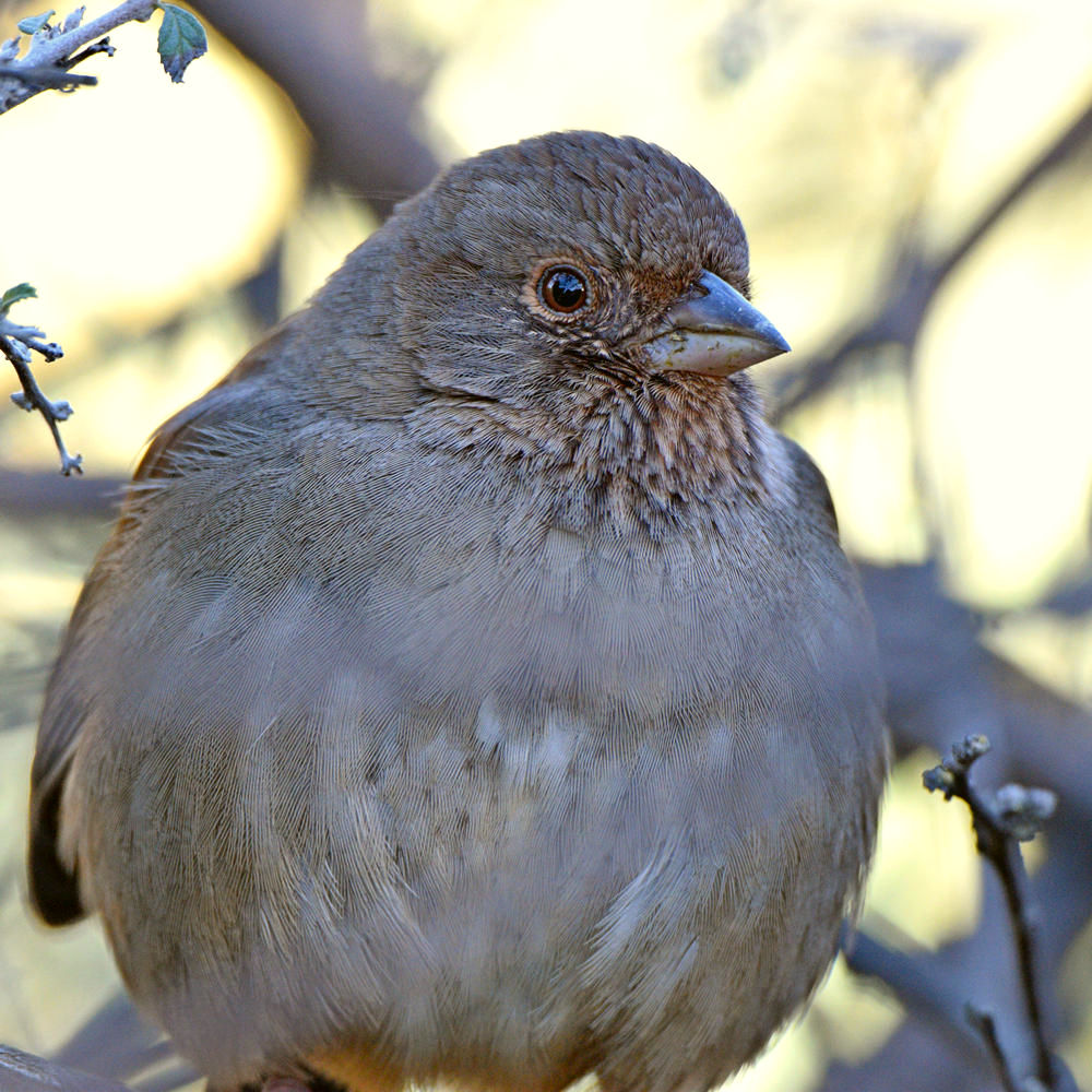 Towhee.jpg
