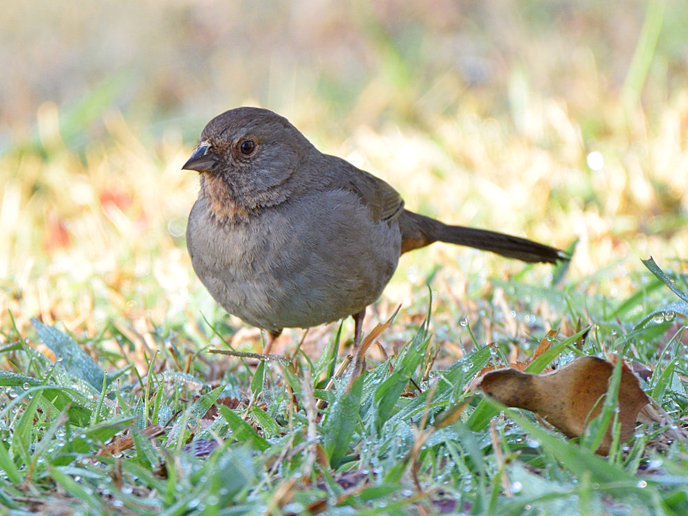 Towhee.jpg
