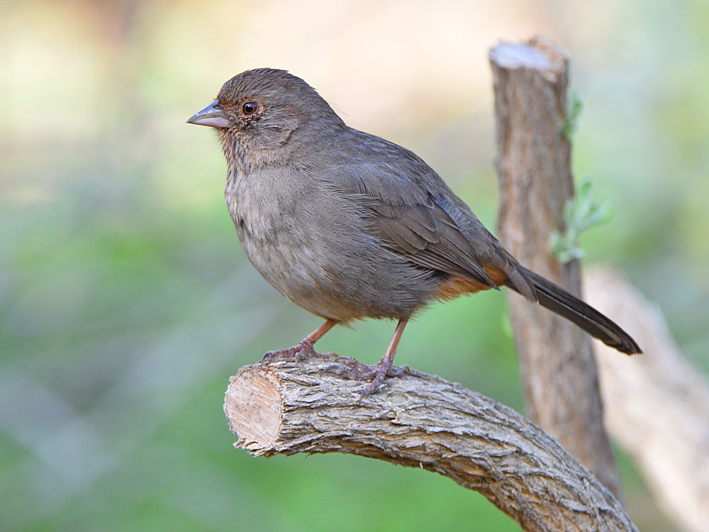 Towhee.jpg