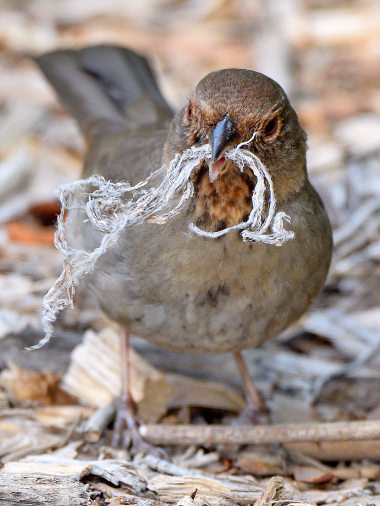 Towhee.jpg