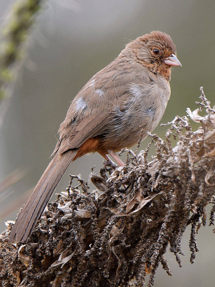 Towhee.jpg