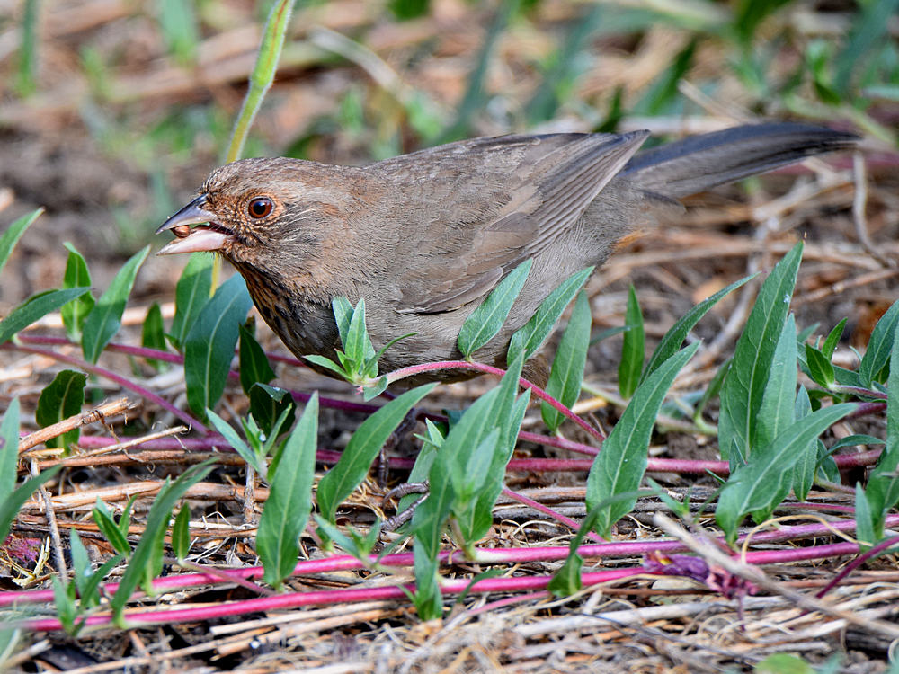 Towhee.jpg
