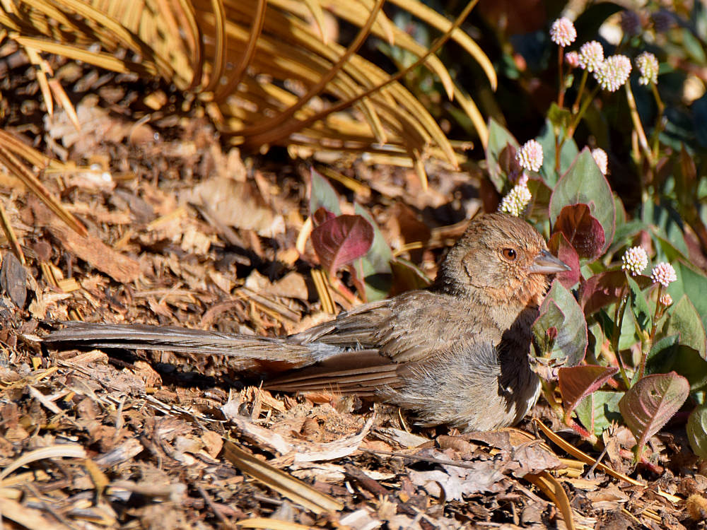 Towhee.jpg