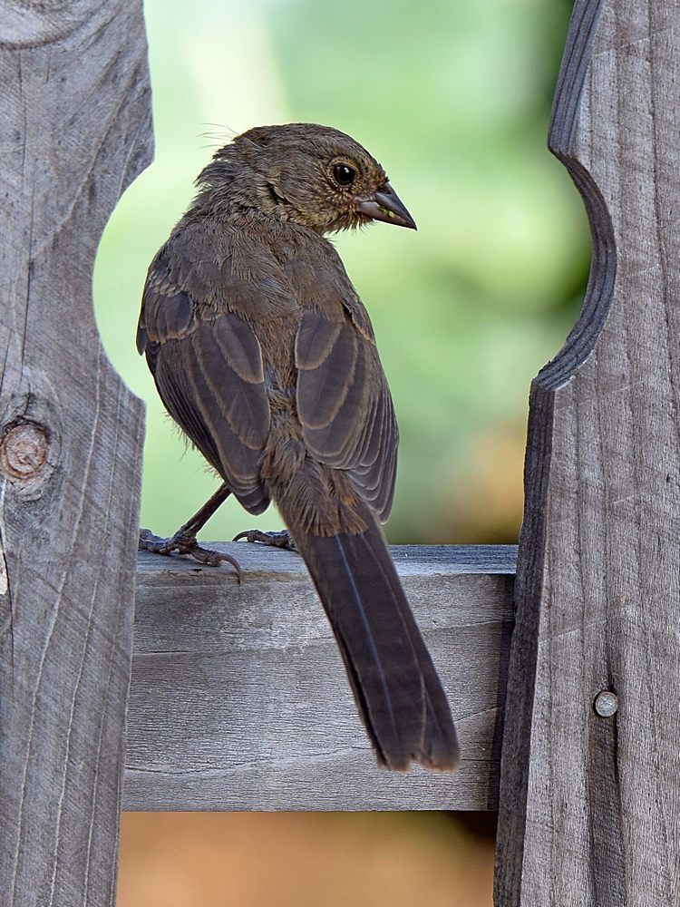 Towhee.jpg