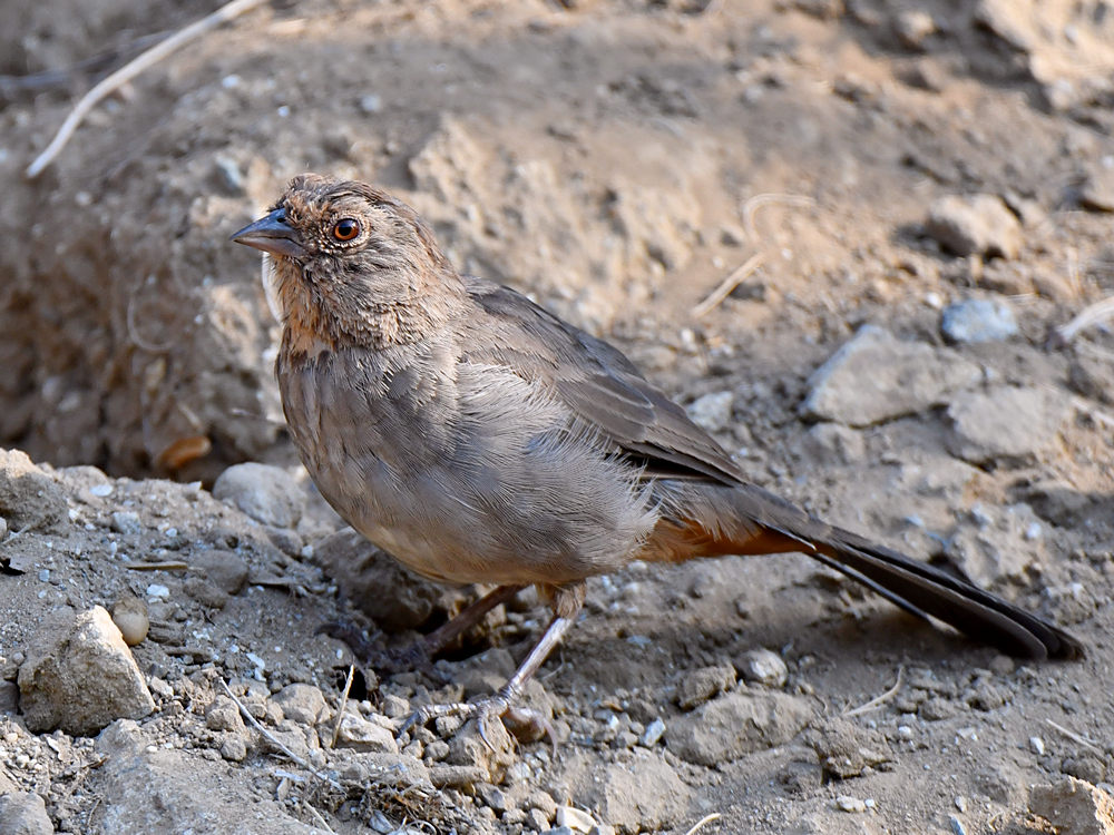 Towhee.jpg