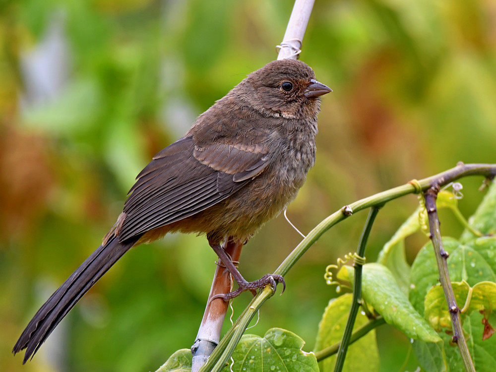 Towhee.jpg