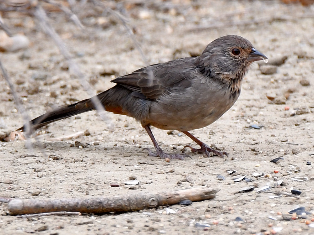 Towhee.jpg