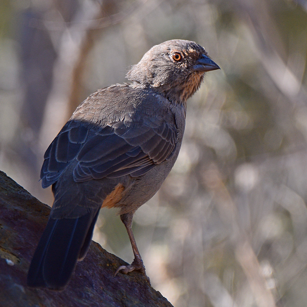 Towhee.jpg