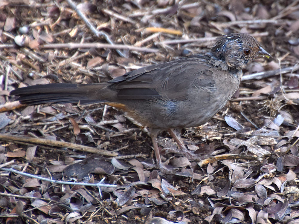 Towhee.jpg