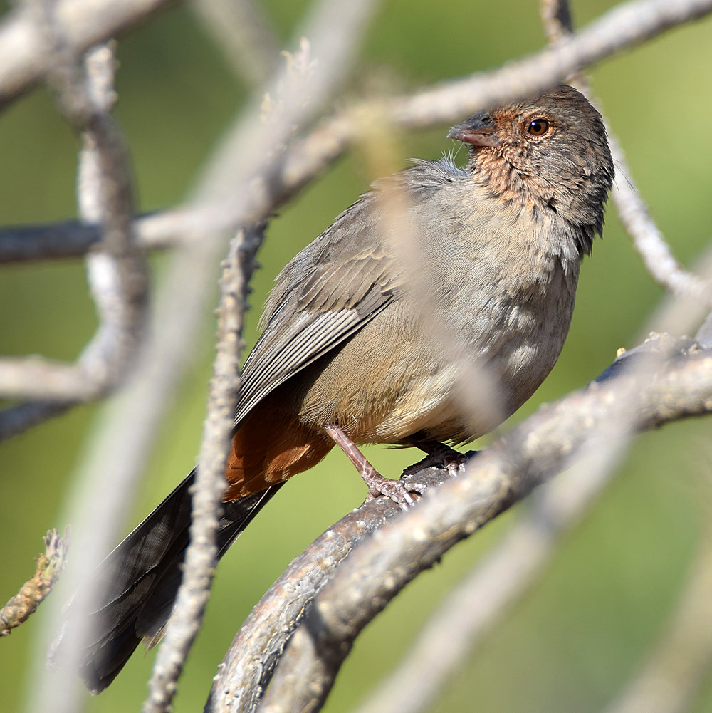 Towhee.jpg
