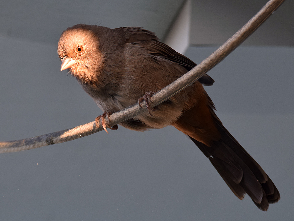 Towhee.jpg