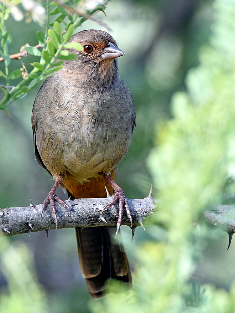 Towhee.jpg