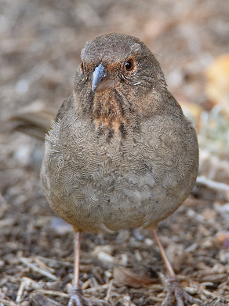 Towhee.jpg