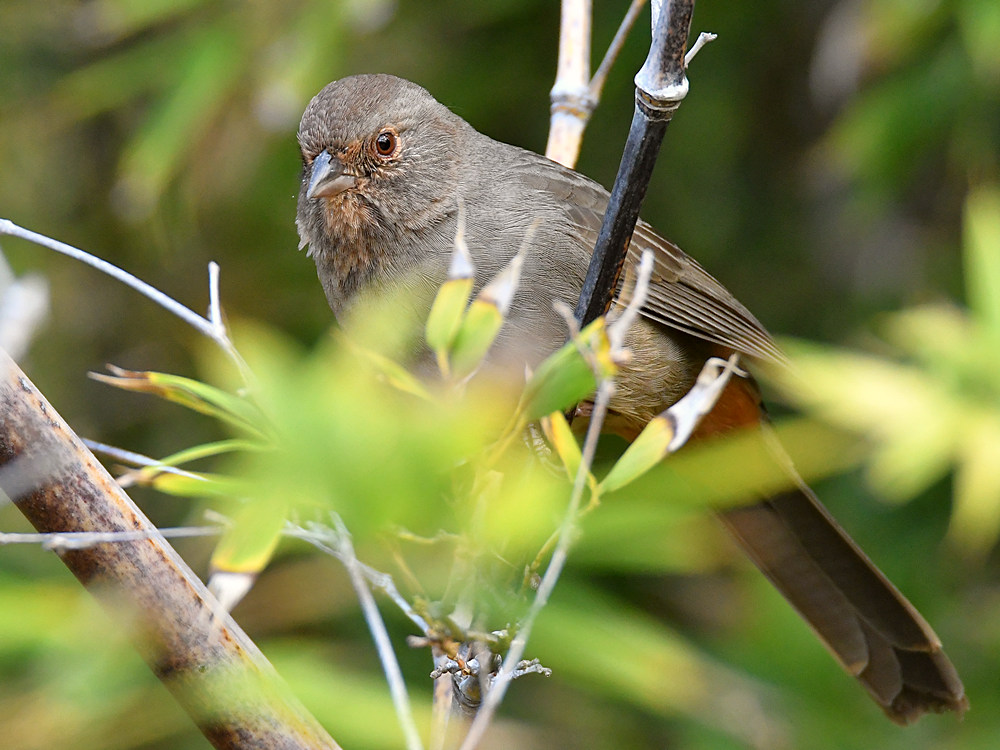 Towhee.jpg