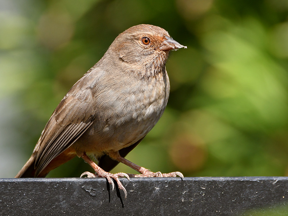 Towhee.jpg