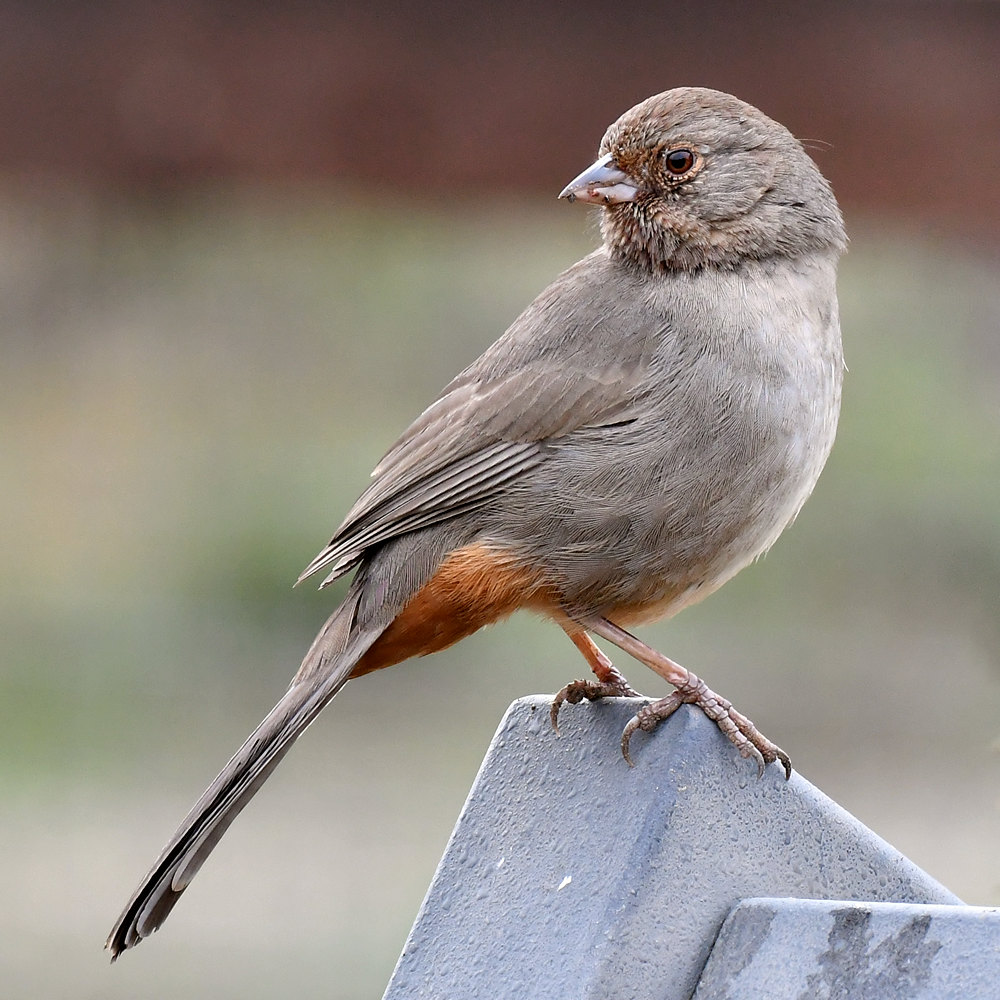 Towhee.jpg