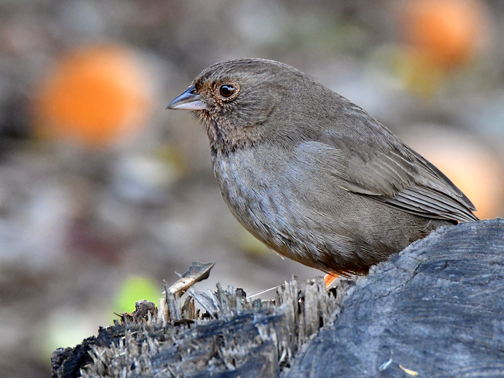 Towhee.jpg