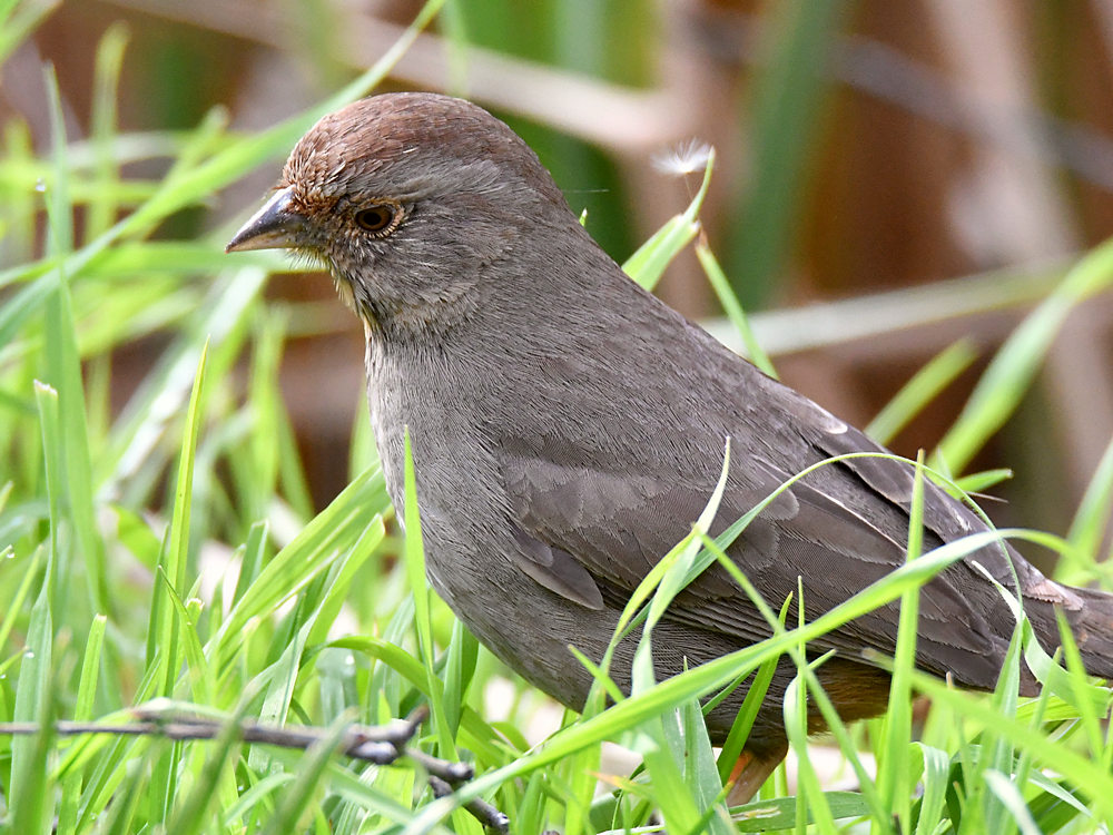 Towhee.jpg