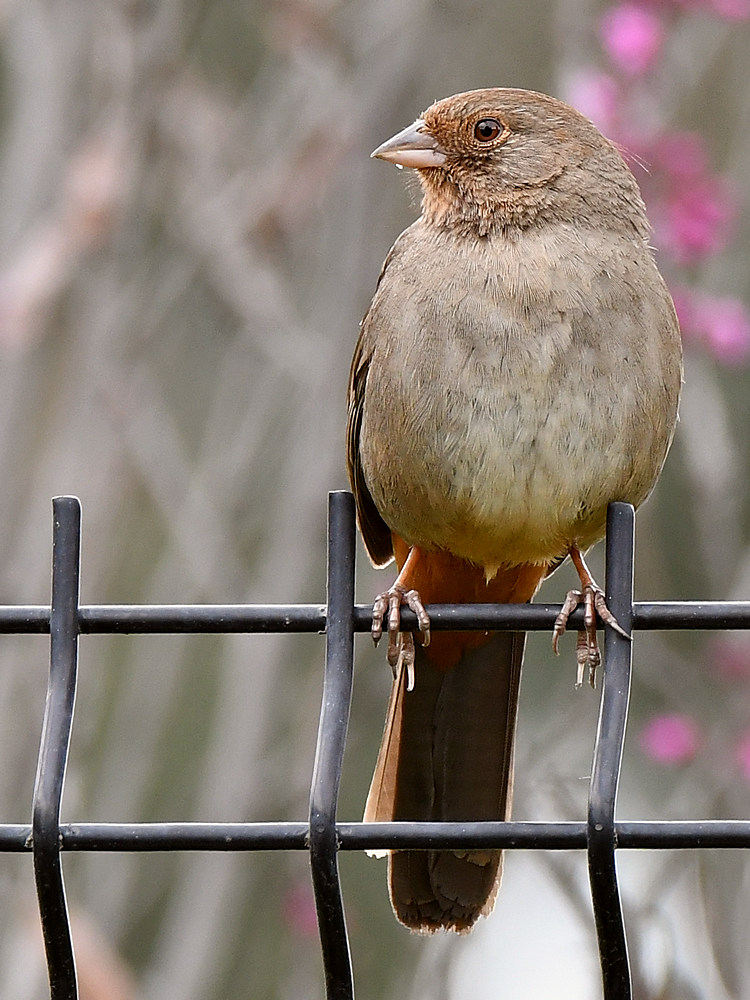 Towhee.jpg